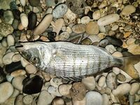 Ночная посиделка: барабуля к коту, плоская рыба и богомол на плечо