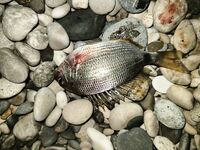 Ночная посиделка: барабуля к коту, плоская рыба и богомол на плечо