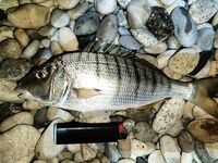 Гудаута без заморочек: вечерний фидер с пляжа, барабуля и жарка на решётке