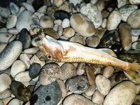 Гудаута без заморочек: вечерний фидер с пляжа, барабуля и жарка на решётке