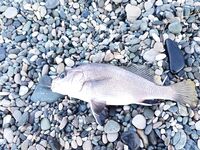 От нуля ушёл: десяток ласкирей, две барабульки и один горбылик — отпущен