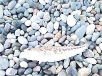 Пицунда, Морвокзал: два горбылька, 15 карасиков и «дракончик» с первого заброса