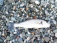 Пицунда, Морвокзал: два горбылька, 15 карасиков и «дракончик» с первого заброса