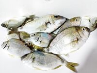 Пицунда, Морвокзал: два горбылька, 15 карасиков и «дракончик» с первого заброса