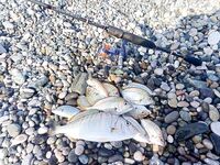 Три дня «филинил», отдал улов на жарку: сегодня 15 ласкирей, 2 барабули и мормир