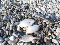 Крайний день: 5–6:30, пяток ласкирей, искупался — сезон моря закрыт