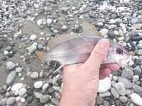 Дополняю заметки по снастям и точкам: правки в список — готово