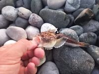 Дополняю заметки по снастям и точкам: правки в список — готово