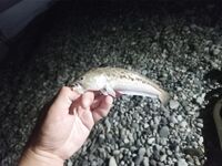 Дополняю заметки по снастям и точкам: правки в список — готово