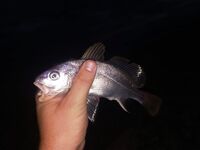 Дополняю заметки по снастям и точкам: правки в список — готово