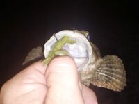 Вводные рыбалки: горбыль по вечерам, карась выходами, краб рвёт — финал достойный