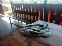 Пицунда, Лидзава, «Патрисия»: навозник рулит, местный дал морского червя — кефаль и мормир