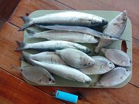 Пицунда, Лидзава, «Патрисия»: навозник рулит, местный дал морского червя — кефаль и мормир