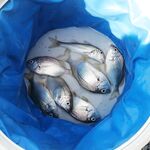 Первый раз на море: спасибо за советы — снасть обрыбил сегодня