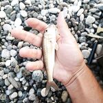 Штормило с утра, но на отводной что-то поймал — упорство спасает