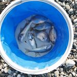 Штормило с утра, но на отводной что-то поймал — упорство спасает