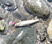 Абхазия как дом: осенью форель активнее, воблеры d-compact разноцвет — снасти ультралайт