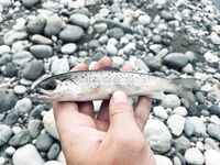 Абхазия как дом: осенью форель активнее, воблеры d-compact разноцвет — снасти ультралайт