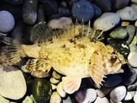 Абхазия, ещё немного фото уловов и мест — зафиксировал обстановку