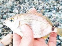 Абхазия, ещё немного фото уловов и мест — зафиксировал обстановку