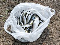 Пицунда, катамаран и кафе: ставрида на самодур, селёдка бонусом — жарили тут же