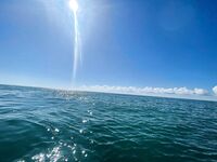 Пицунда, катамаран и кафе: ставрида на самодур, селёдка бонусом — жарили тут же