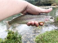 Абхазия после ливней: ждём, пока река отстоится, рыбалка продолжится