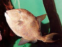 Цавтат: серый спинорог — вкусно, но читали про возможную ядовитость