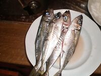 Остров Крк: лицензия 150 кун, снасти, насадки и почему покупал рыбу