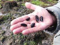 Первое знакомство с Баренцевым: палатки, дикарями и полный восторг