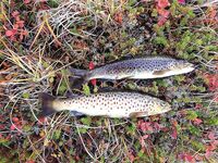 Первое знакомство с Баренцевым: палатки, дикарями и полный восторг