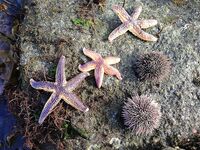 Первое знакомство с Баренцевым: палатки, дикарями и полный восторг