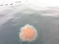 Первое знакомство с Баренцевым: палатки, дикарями и полный восторг