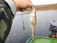 Первое знакомство с Баренцевым: палатки, дикарями и полный восторг