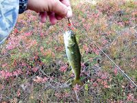 Первое знакомство с Баренцевым: палатки, дикарями и полный восторг