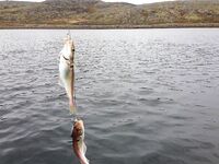 Первое знакомство с Баренцевым: палатки, дикарями и полный восторг