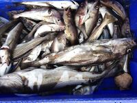 Первое знакомство с Баренцевым: палатки, дикарями и полный восторг