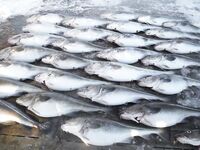 Про лодки на Кольском и в Норвегии: самостоятелен или зависим от шкипера