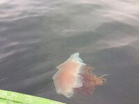 Ходили или нет: вопрос не в факте, а в дальности