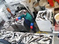 Про баки, ящики и «стампы»: как любители и промысел хранят рыбу