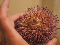 Еще немного фото с выезда: уловы, шторм и разделка — всё по порядку