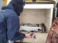 Охлажденка вместо соли: опыт вывоза 500 кг трески за сутки пути в СПб