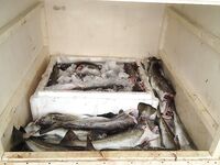 Охлажденка вместо соли: опыт вывоза 500 кг трески за сутки пути в СПб