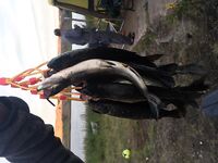 Красную с белой не ели — улов ушел в другие блюда и заготовки