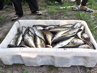 Комфортный июль: много тихих дней, но жара, мошка и мелкая рыба — тоже факт