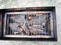 Комфортный июль: много тихих дней, но жара, мошка и мелкая рыба — тоже факт