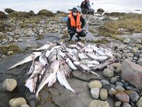 Июль 2015, Средний: летом было достойно, в прошлом году те же точки — пусто