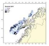 Гольфстрим стороной, скрей к Лофотенам: треску ищем по корму и «зеленке»