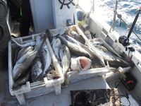 База «45 причал», мороз и штампы: у Кильдина 250–300 кг за день на четверых