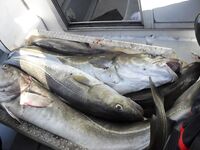 База «45 причал», мороз и штампы: у Кильдина 250–300 кг за день на четверых